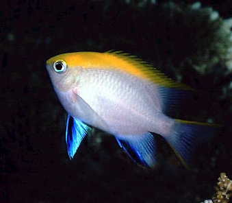 Gulrygget Damsel (Neoglyphidodon Melas)